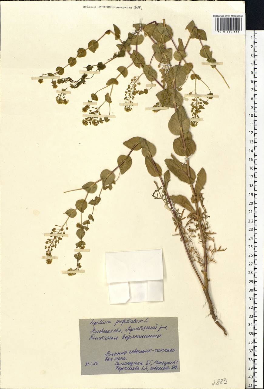 Lepidium perfoliatum L., Eastern Europe, Rostov Oblast (E12a) (Russia)