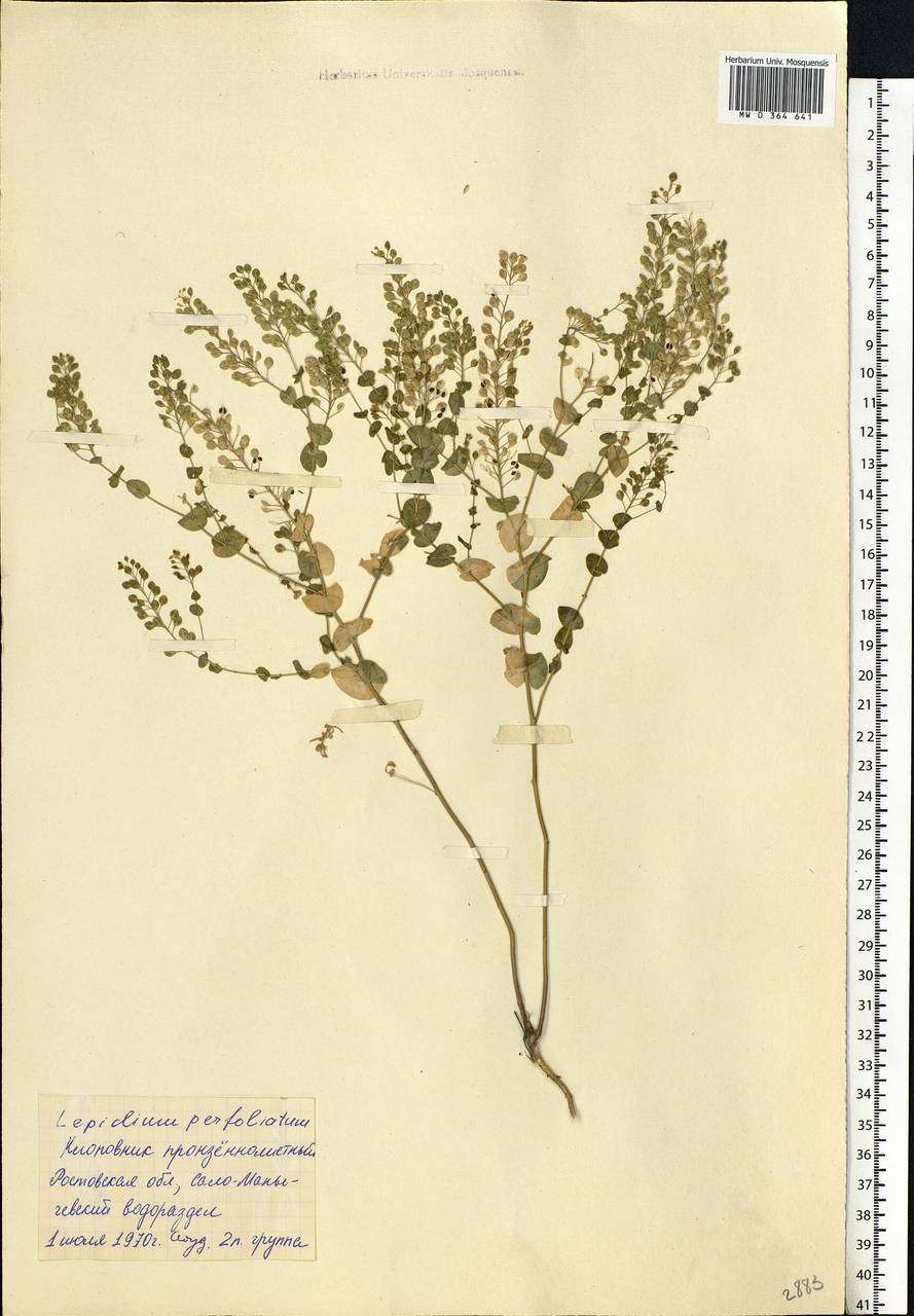 Lepidium perfoliatum L., Eastern Europe, Rostov Oblast (E12a) (Russia)