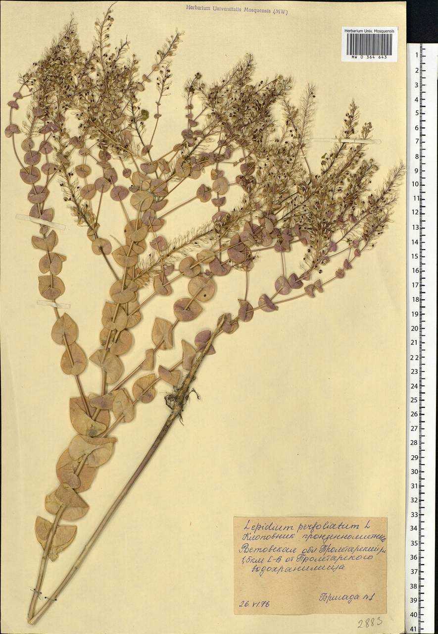 Lepidium perfoliatum L., Eastern Europe, Rostov Oblast (E12a) (Russia)