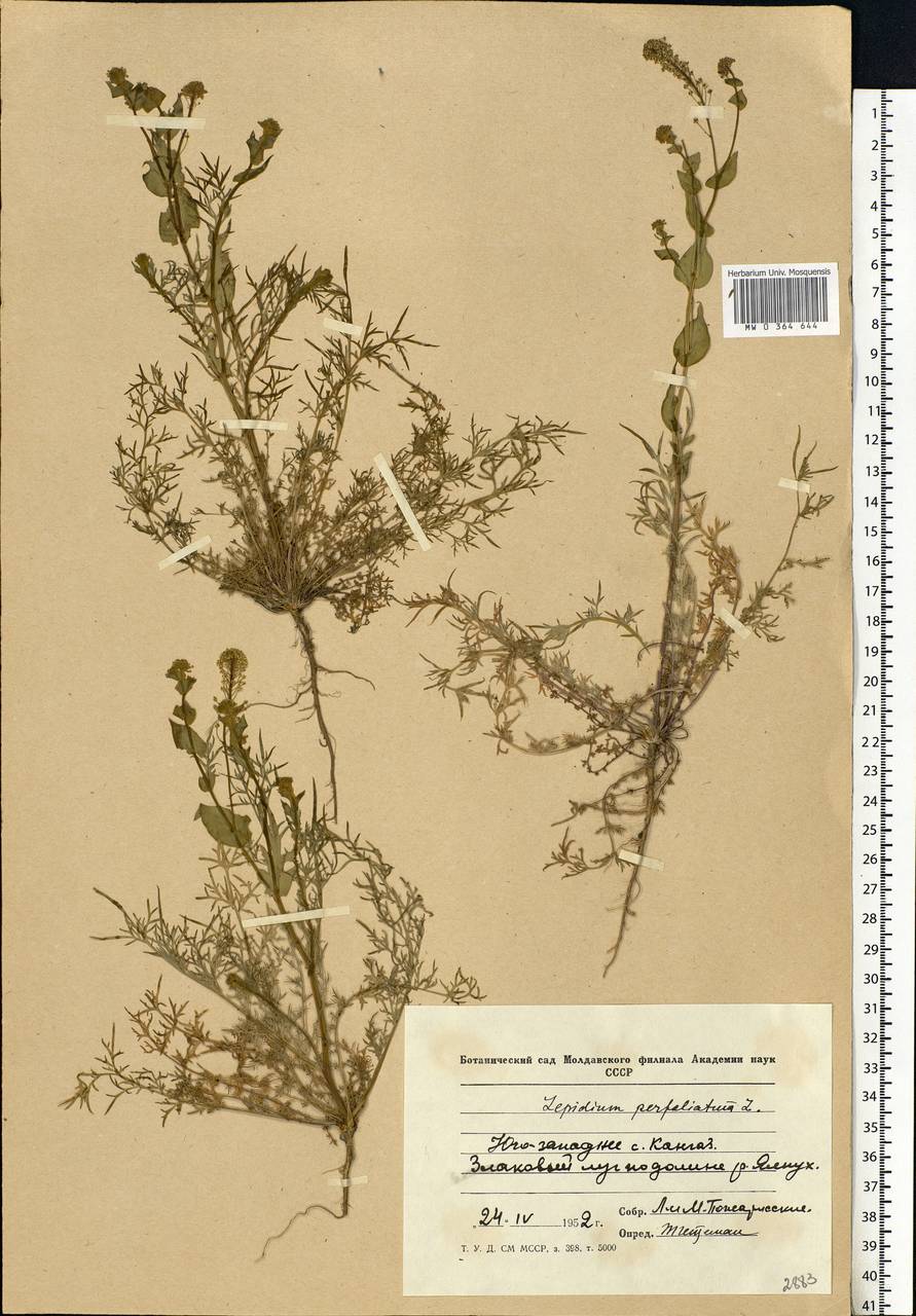Lepidium perfoliatum L., Eastern Europe, Moldova (E13a) (Moldova)