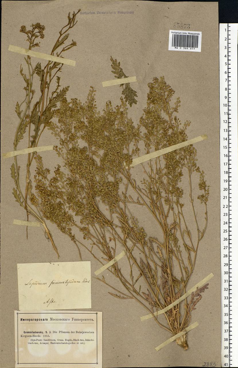 Lepidium pinnatifidum Ledeb., Eastern Europe, Lower Volga region (E9) (Russia)