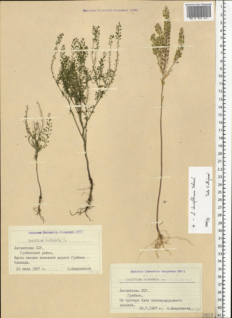 Lepidium ruderale L., Eastern Europe, Latvia (E2b) (Latvia)