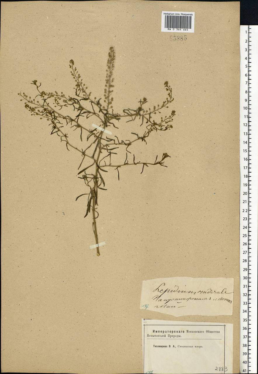 Lepidium ruderale L., Eastern Europe, Western region (E3) (Russia)