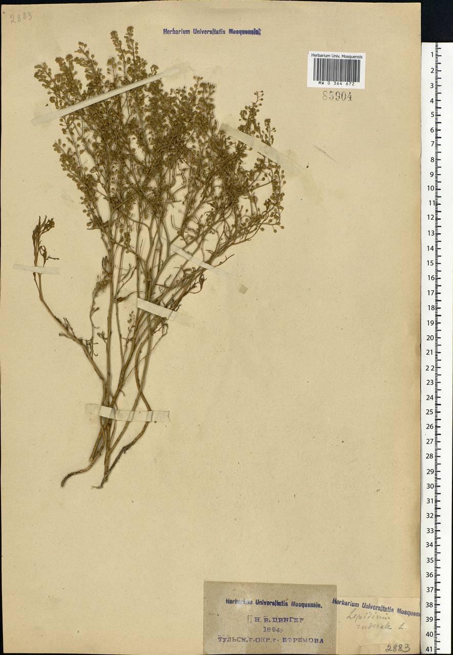 Lepidium ruderale L., Eastern Europe, Central region (E4) (Russia)