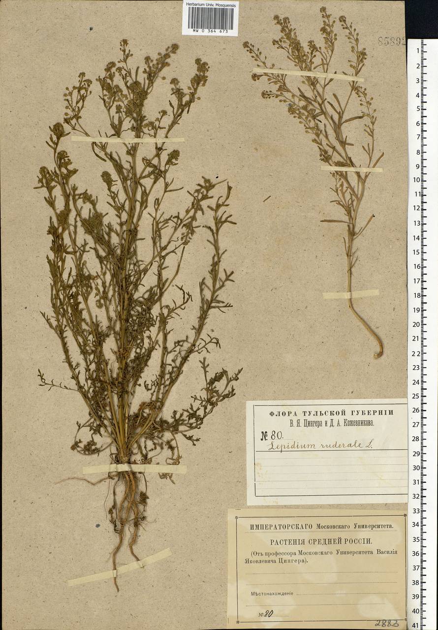 Lepidium ruderale L., Eastern Europe, Central region (E4) (Russia)