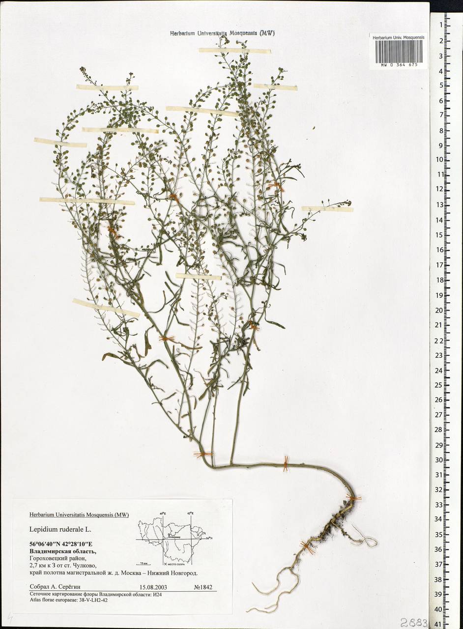 Lepidium ruderale L., Eastern Europe, Central region (E4) (Russia)
