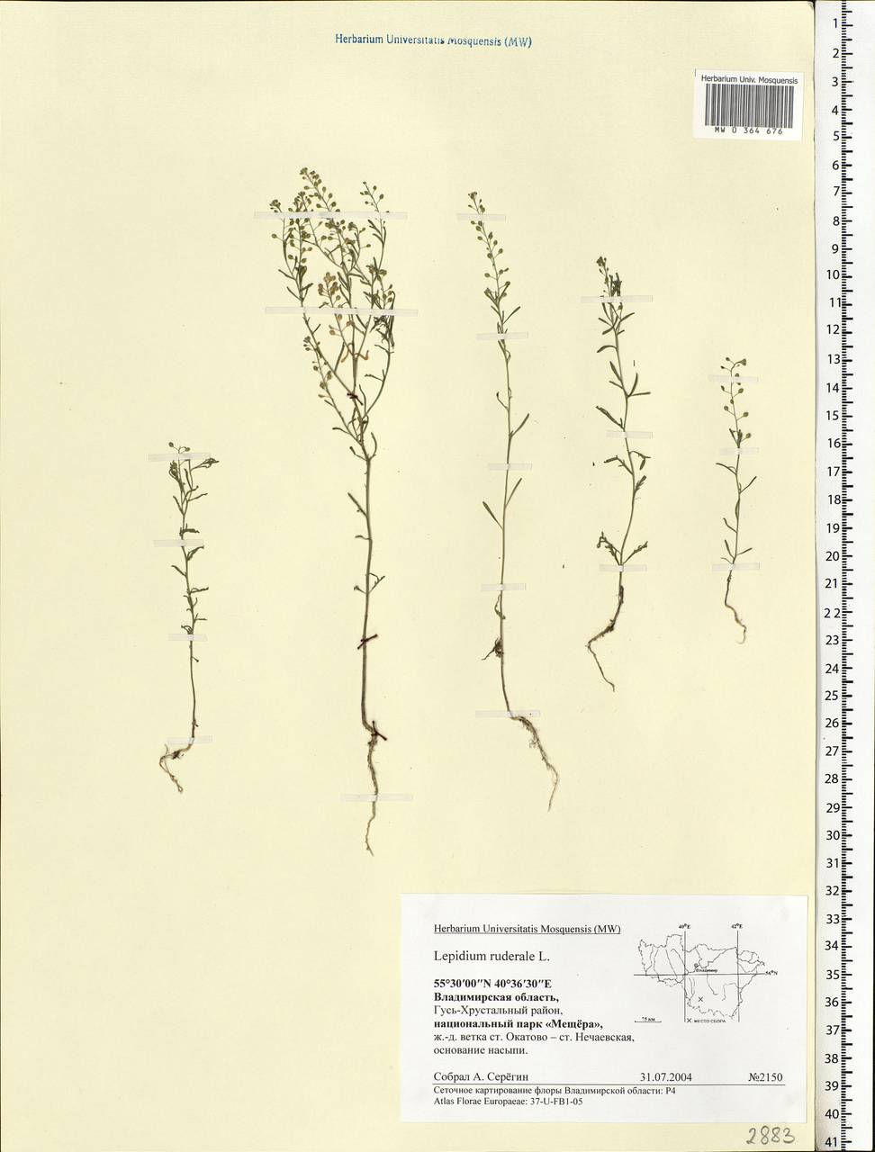 Lepidium ruderale L., Eastern Europe, Central region (E4) (Russia)
