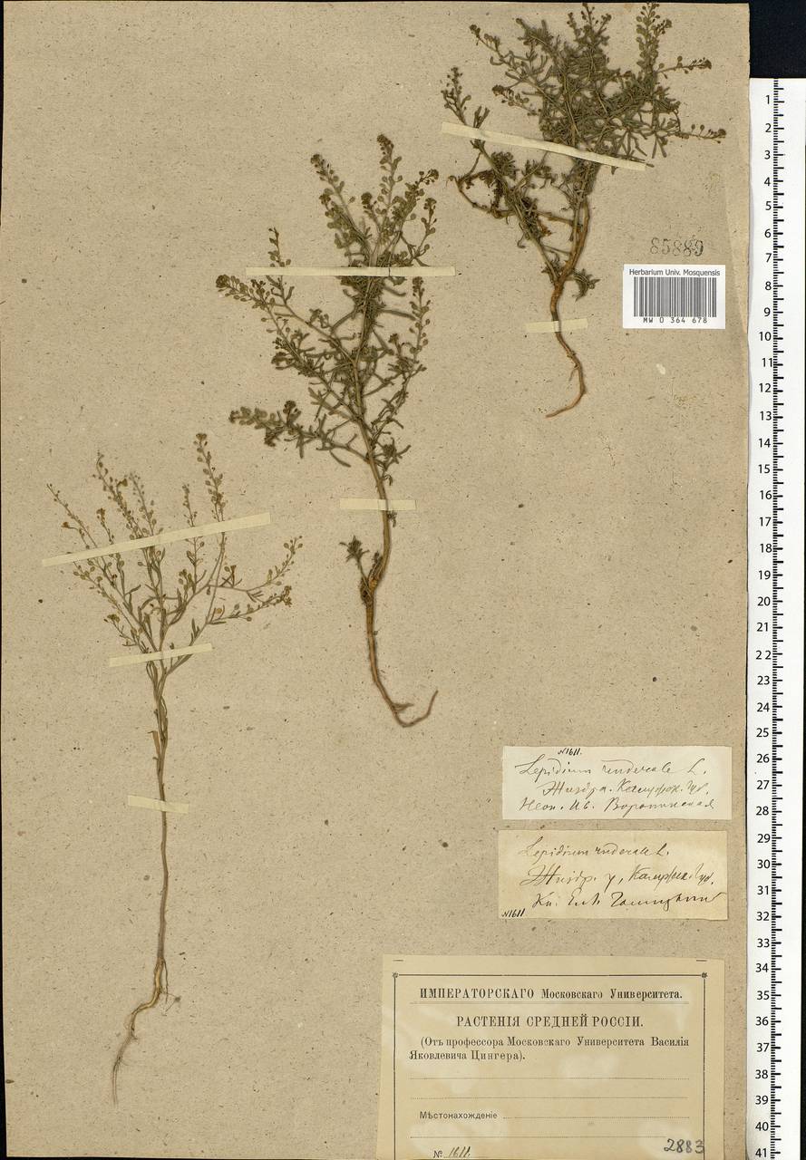 Lepidium ruderale L., Eastern Europe, Central region (E4) (Russia)