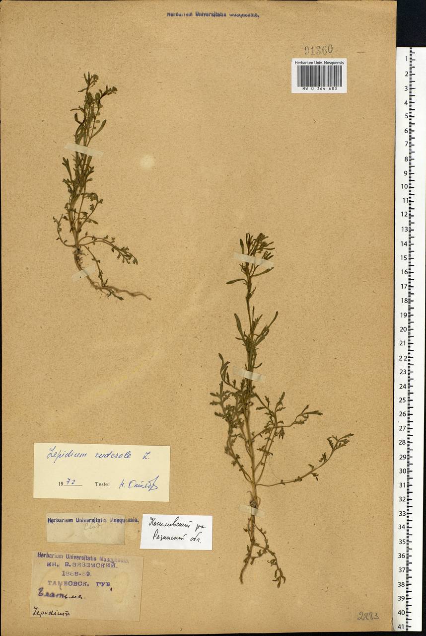 Lepidium ruderale L., Eastern Europe, Central region (E4) (Russia)