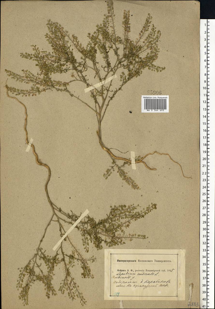 Lepidium ruderale L., Eastern Europe, Central region (E4) (Russia)