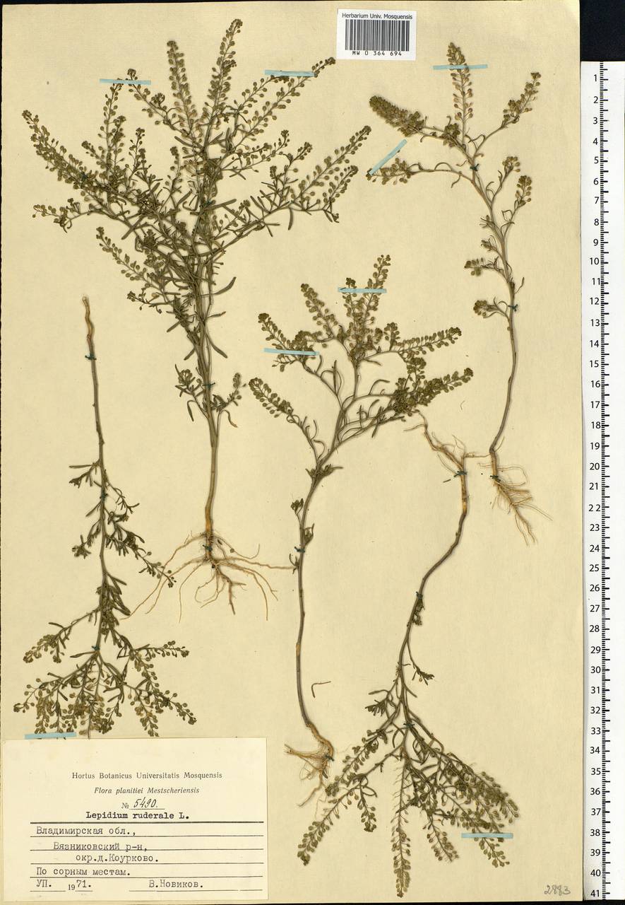 Lepidium ruderale L., Eastern Europe, Central region (E4) (Russia)