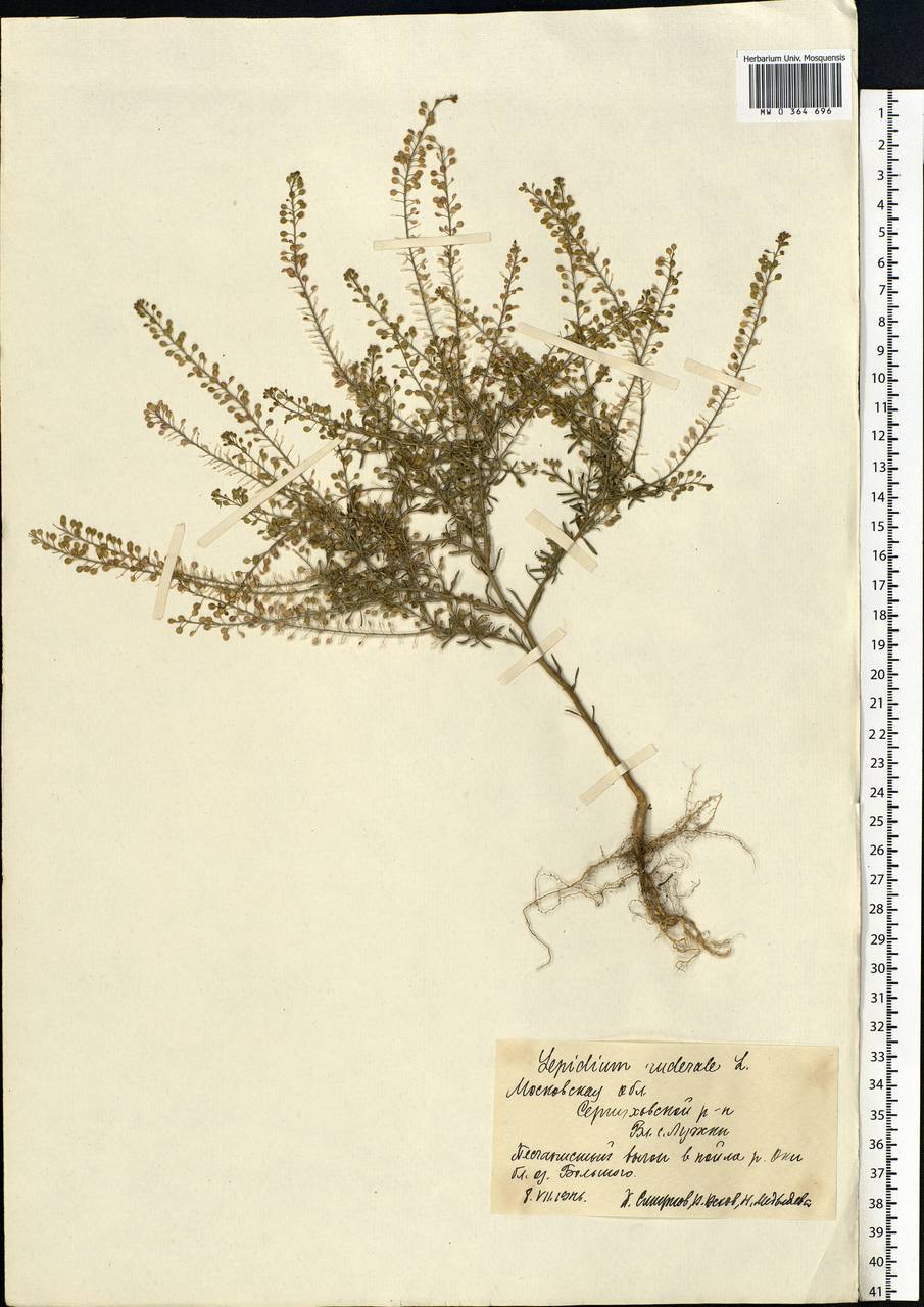 Lepidium ruderale L., Eastern Europe, Moscow region (E4a) (Russia)