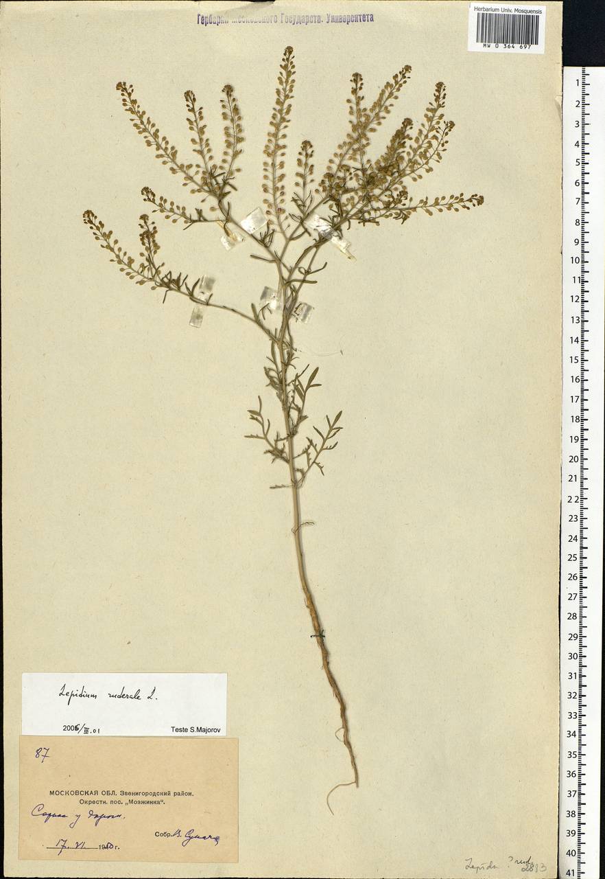 Lepidium ruderale L., Eastern Europe, Moscow region (E4a) (Russia)