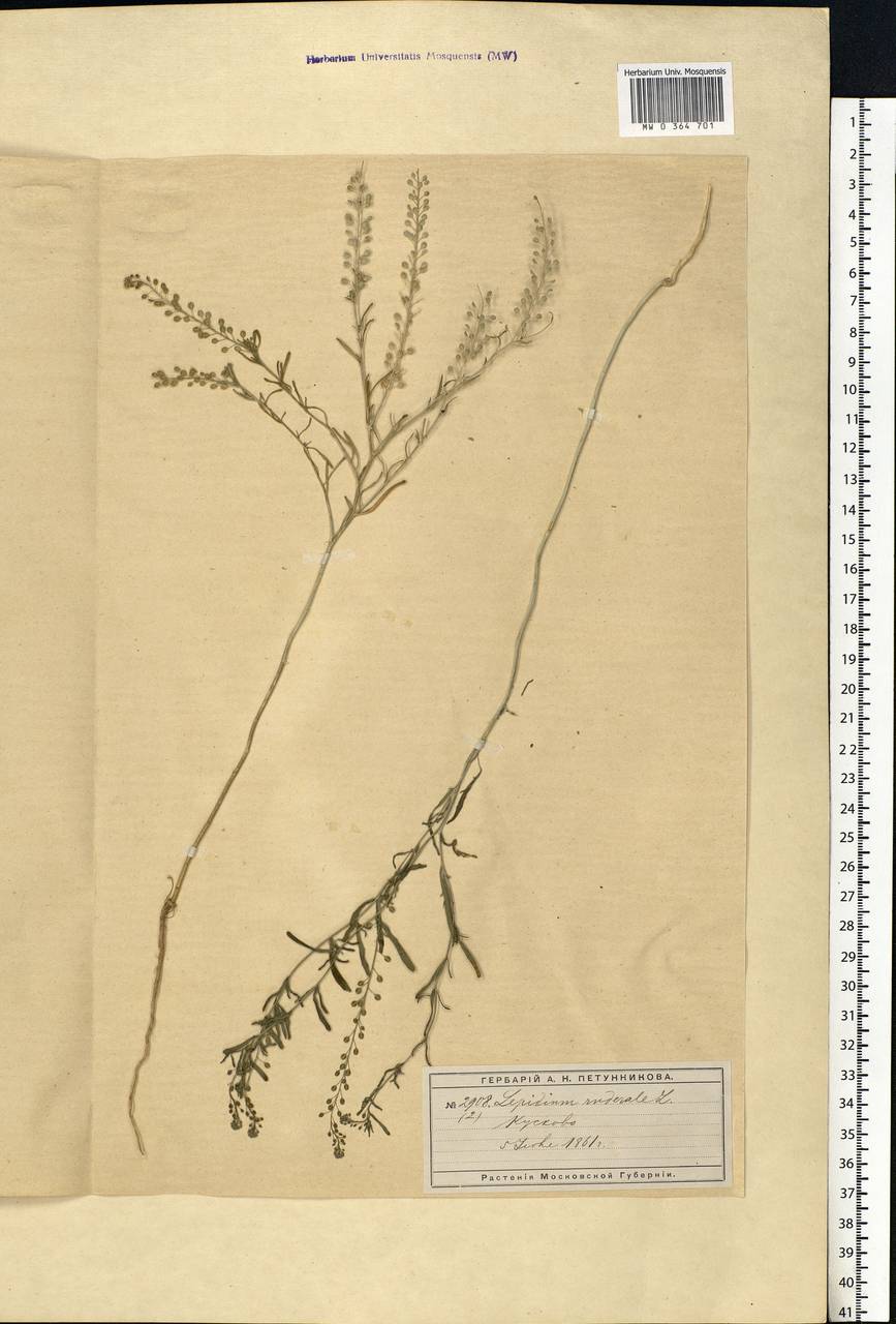Lepidium ruderale L., Eastern Europe, Moscow region (E4a) (Russia)