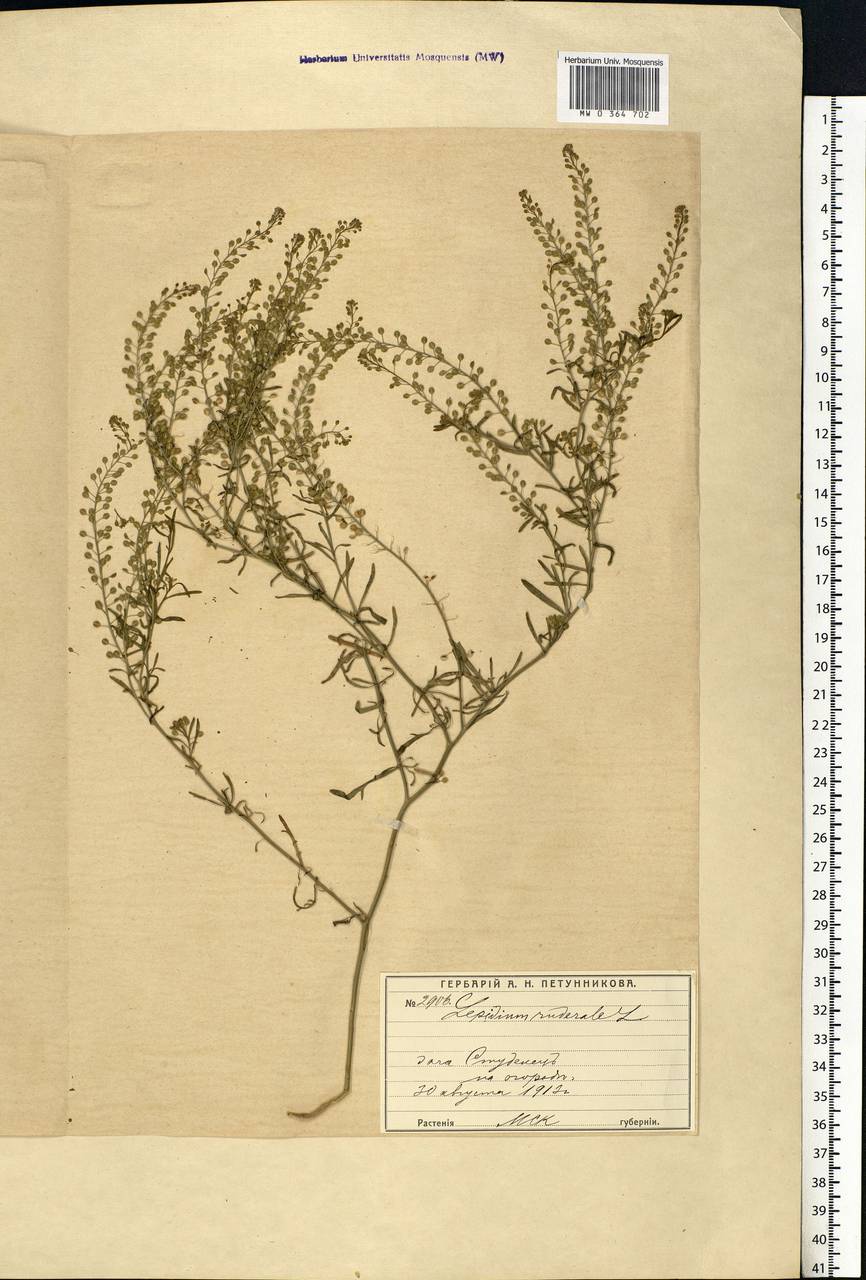 Lepidium ruderale L., Eastern Europe, Moscow region (E4a) (Russia)
