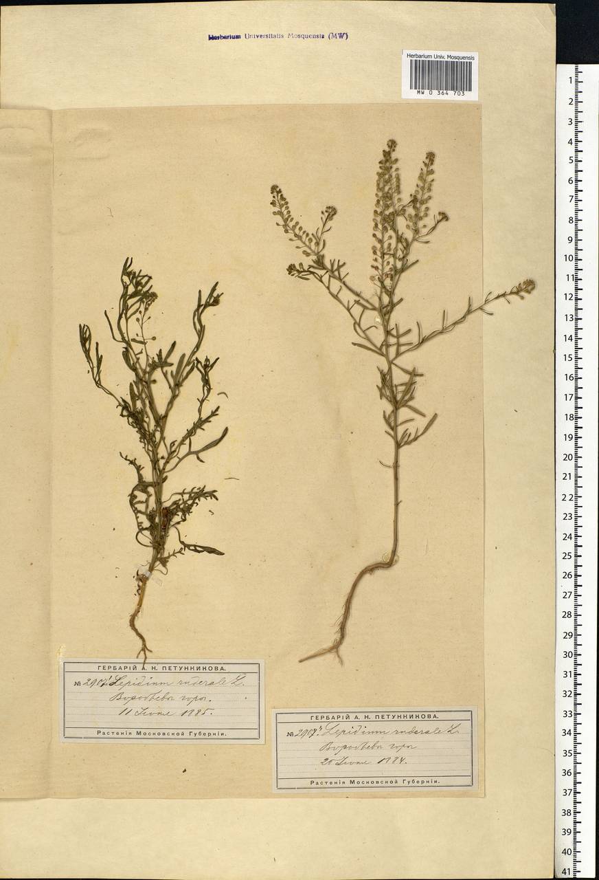 Lepidium ruderale L., Eastern Europe, Moscow region (E4a) (Russia)