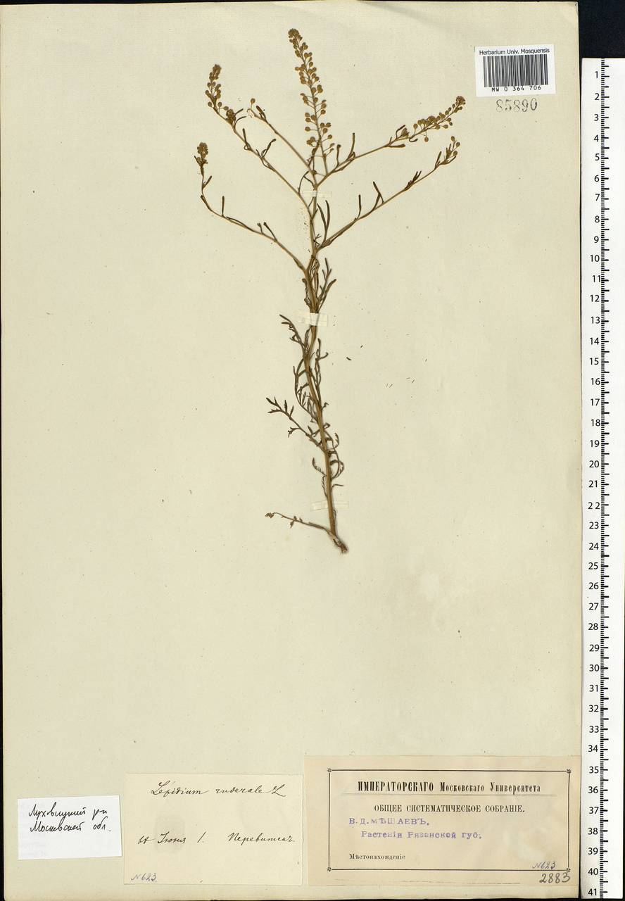 Lepidium ruderale L., Eastern Europe, Moscow region (E4a) (Russia)