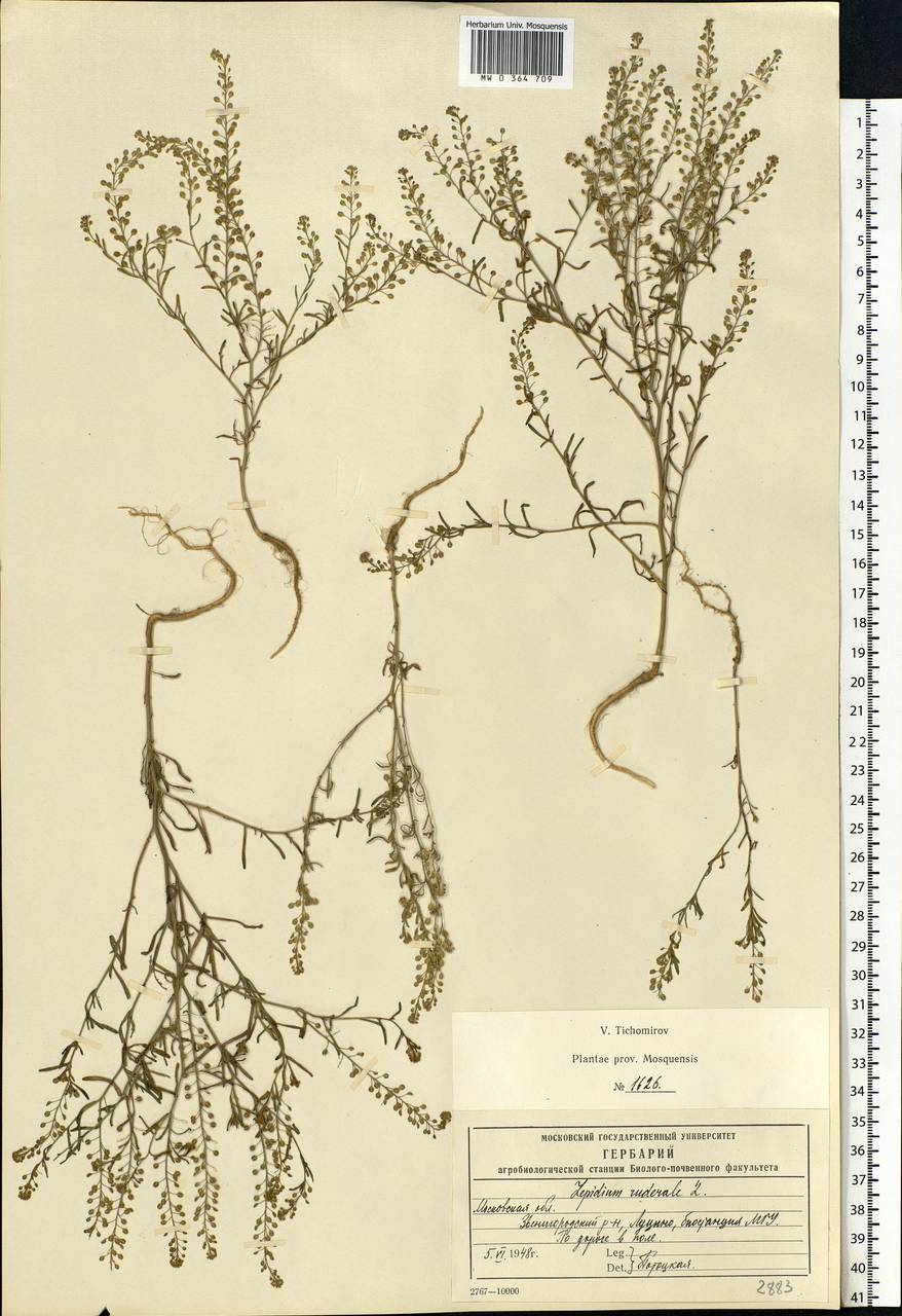 Lepidium ruderale L., Eastern Europe, Moscow region (E4a) (Russia)