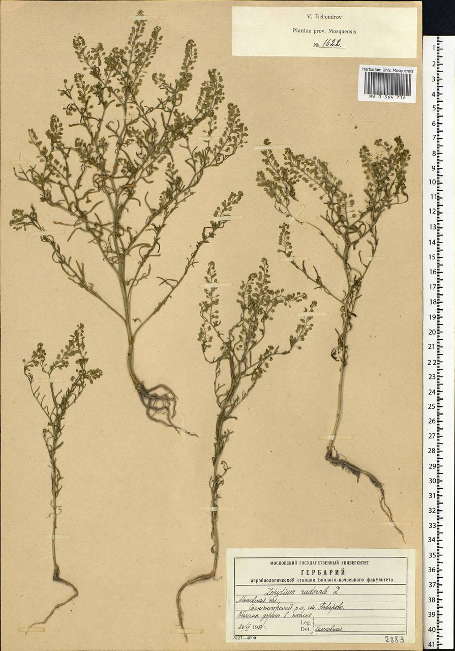 Lepidium ruderale L., Eastern Europe, Moscow region (E4a) (Russia)