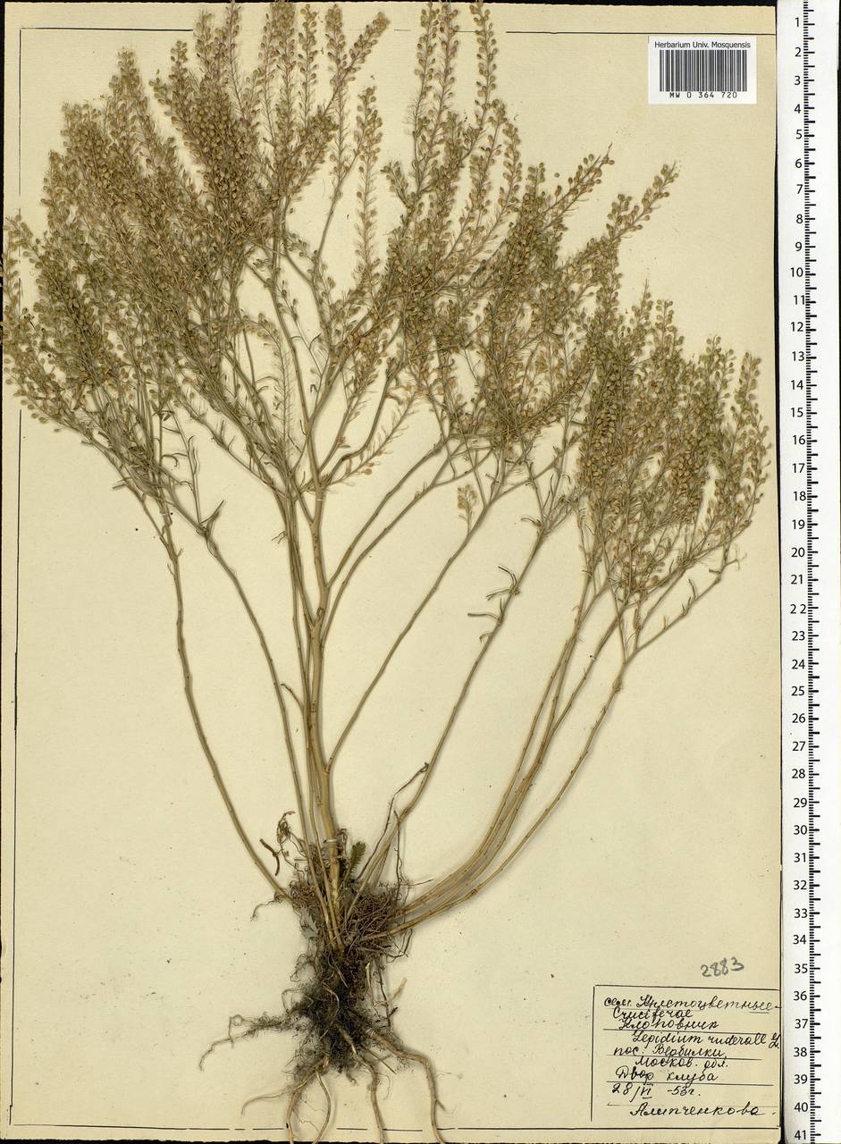 Lepidium ruderale L., Eastern Europe, Moscow region (E4a) (Russia)
