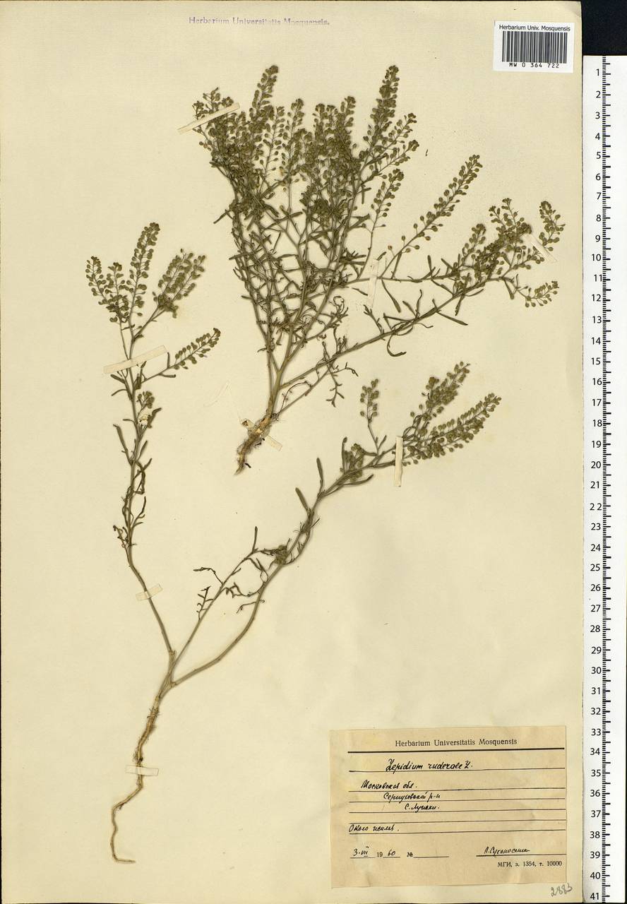 Lepidium ruderale L., Eastern Europe, Moscow region (E4a) (Russia)