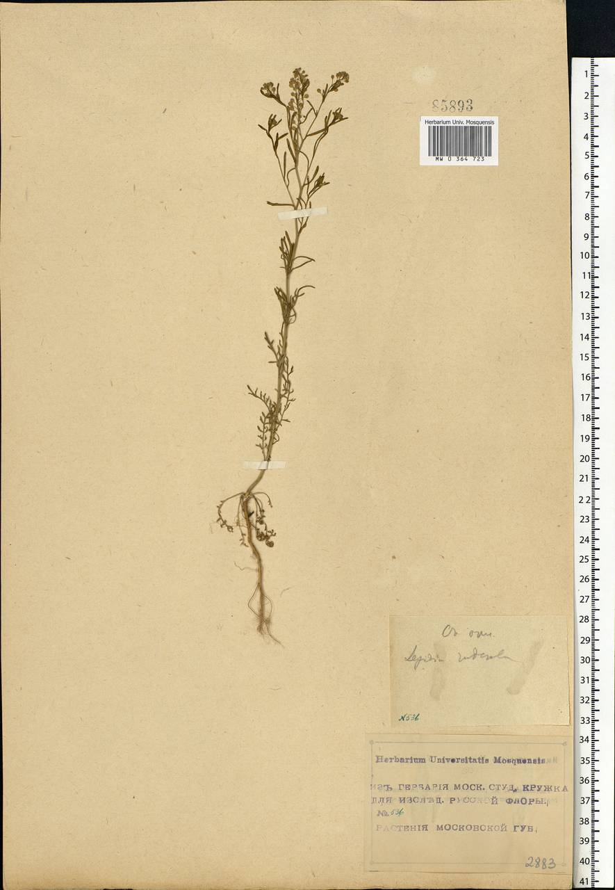 Lepidium ruderale L., Eastern Europe, Moscow region (E4a) (Russia)