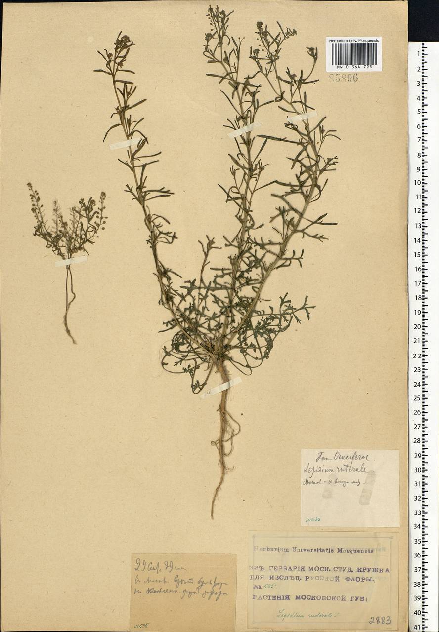 Lepidium ruderale L., Eastern Europe, Moscow region (E4a) (Russia)