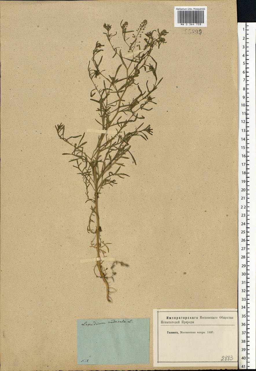 Lepidium ruderale L., Eastern Europe, Moscow region (E4a) (Russia)