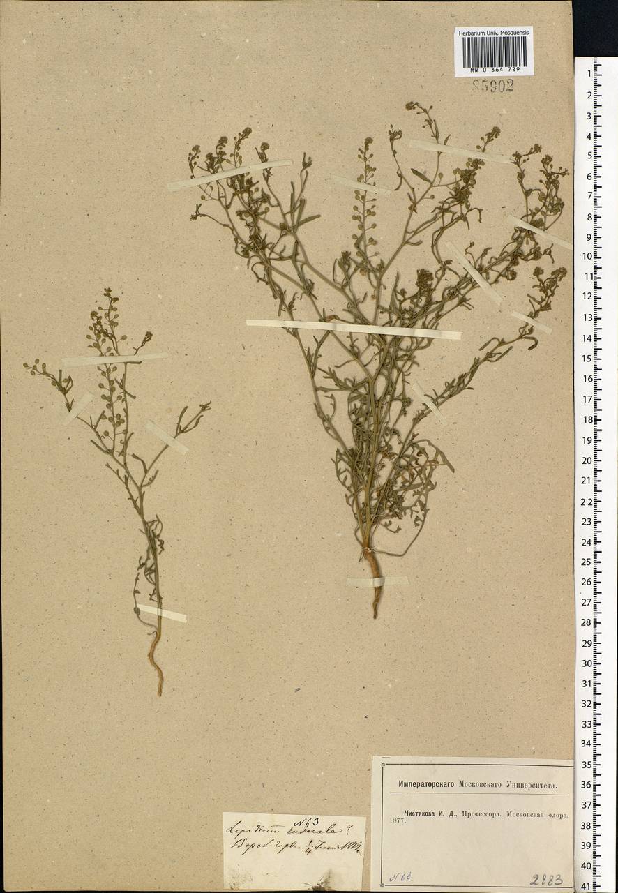 Lepidium ruderale L., Eastern Europe, Moscow region (E4a) (Russia)