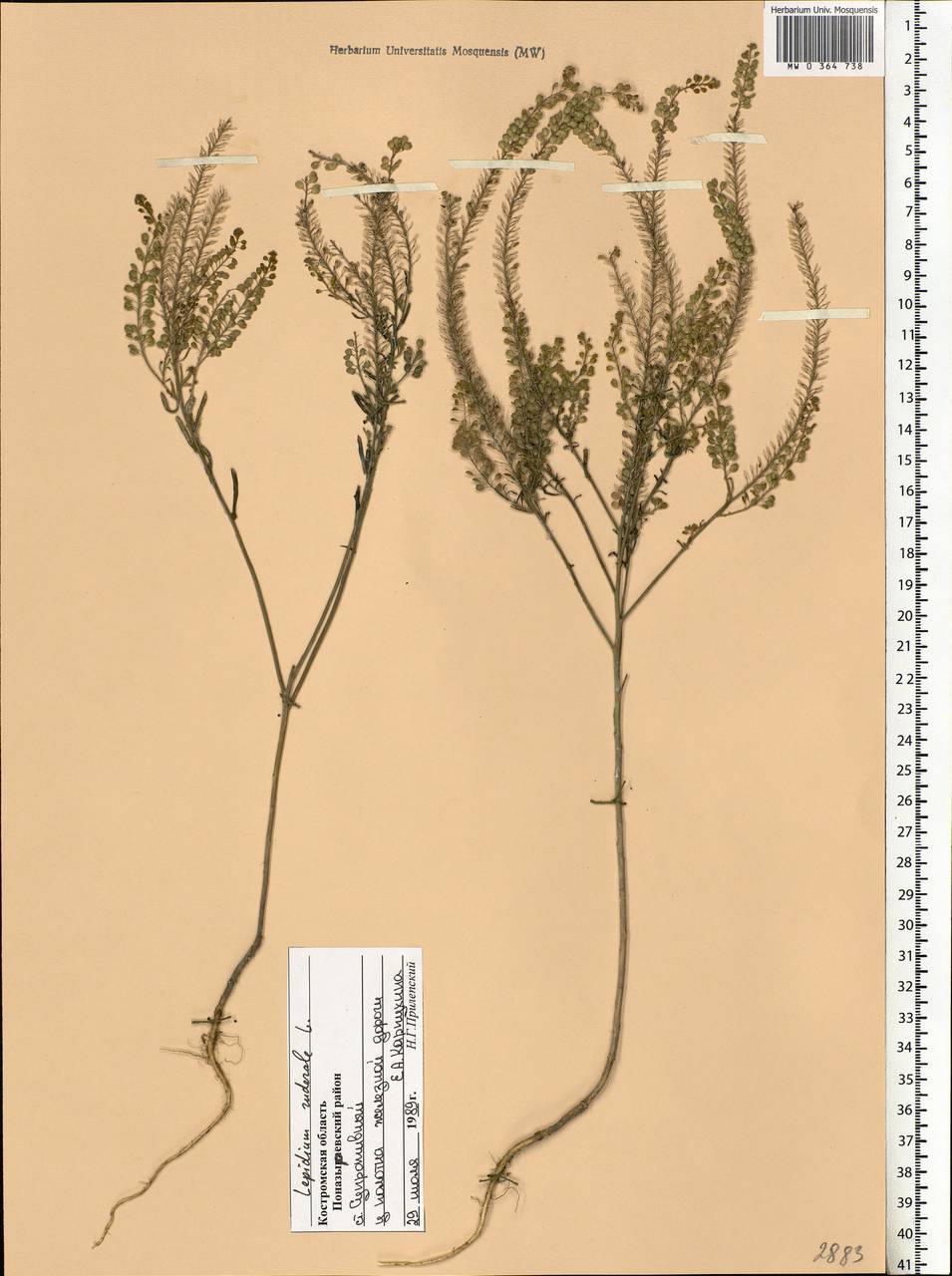 Lepidium ruderale L., Eastern Europe, Volga-Kama region (E7) (Russia)