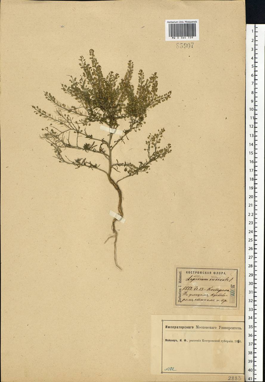 Lepidium ruderale L., Eastern Europe, Central forest region (E5) (Russia)