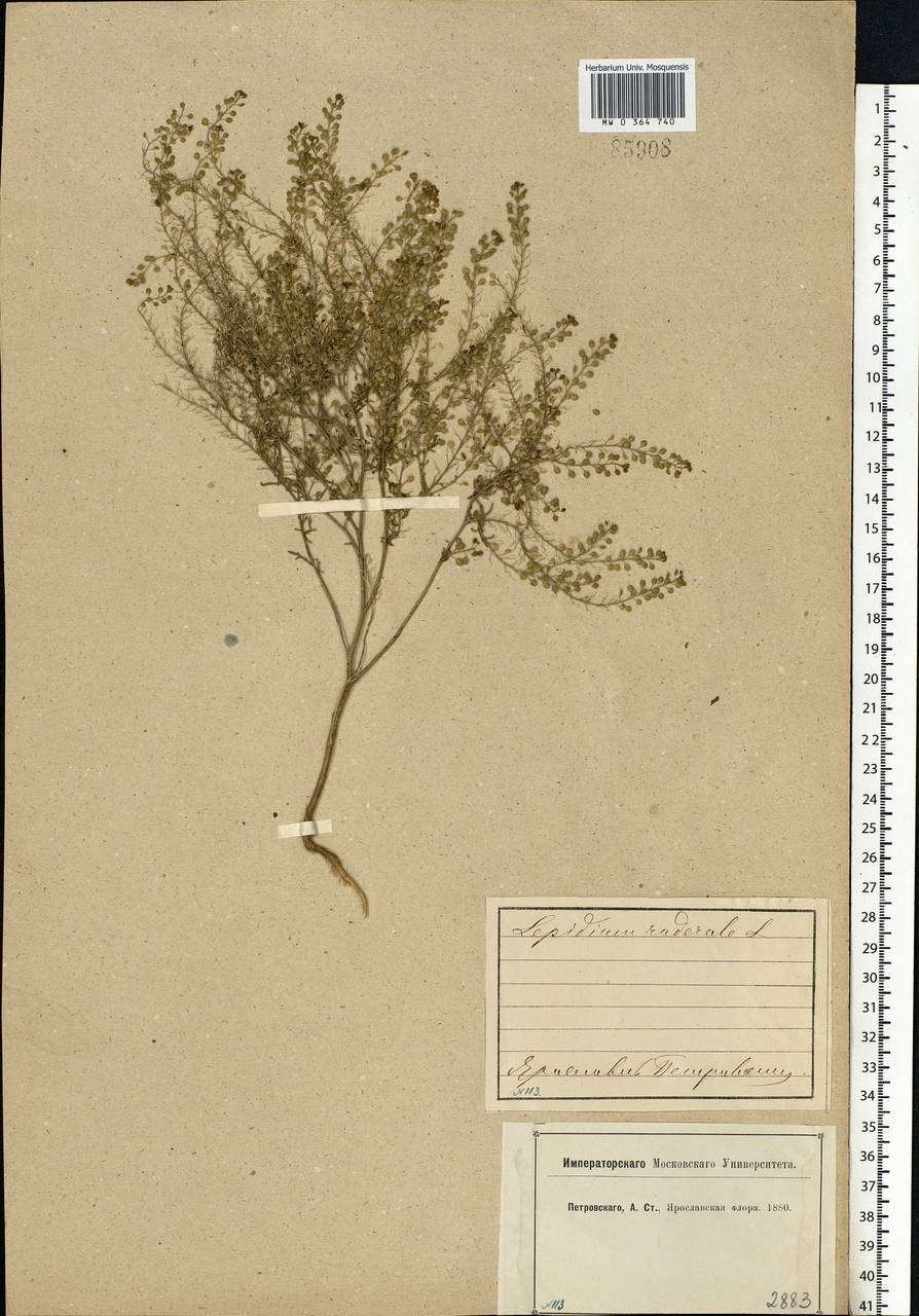 Lepidium ruderale L., Eastern Europe, Central forest region (E5) (Russia)