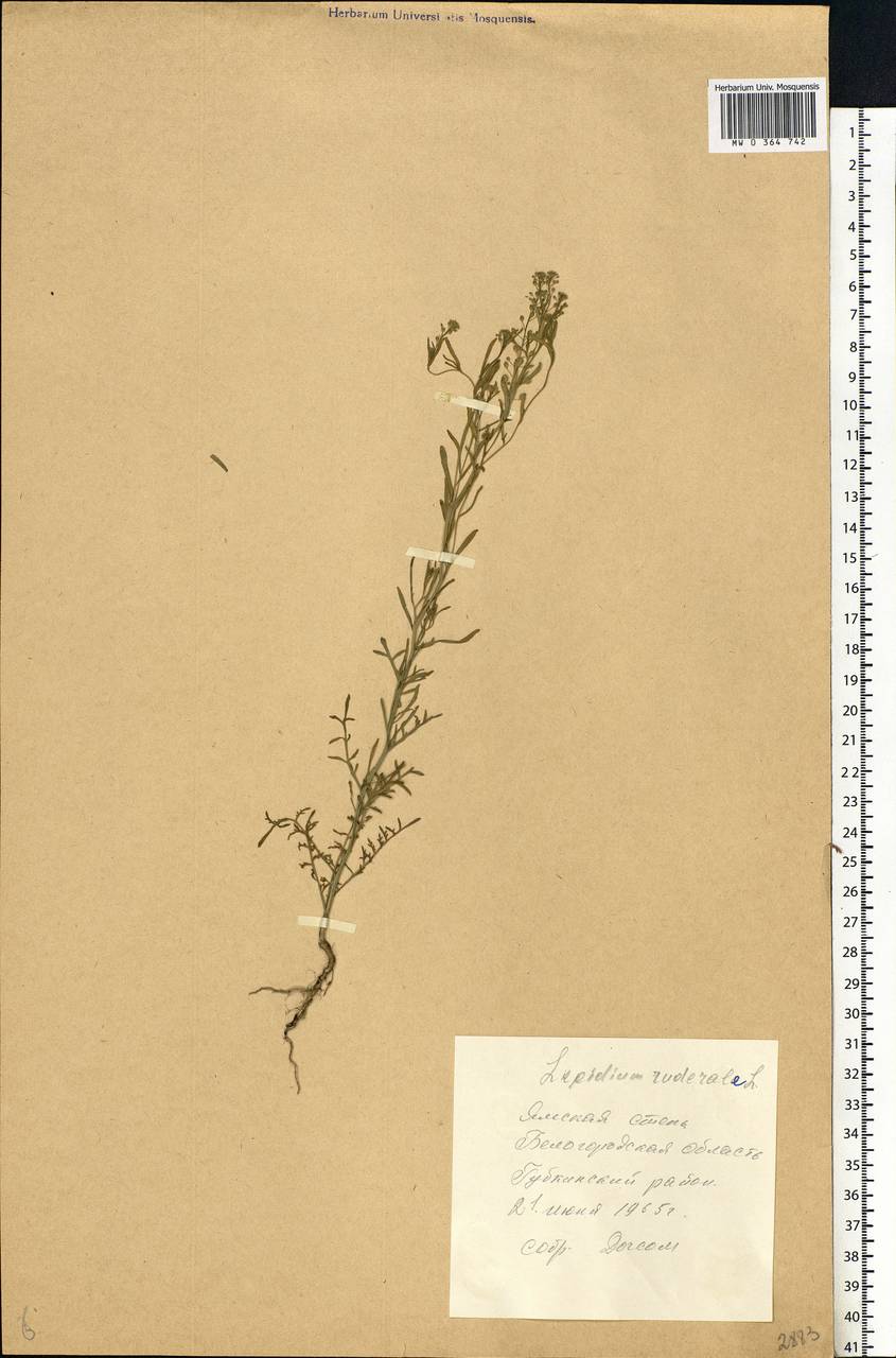 Lepidium ruderale L., Eastern Europe, Central forest-and-steppe region (E6) (Russia)