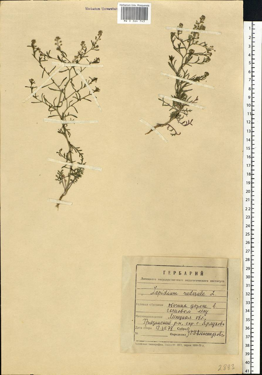 Lepidium ruderale L., Eastern Europe, Central forest-and-steppe region (E6) (Russia)