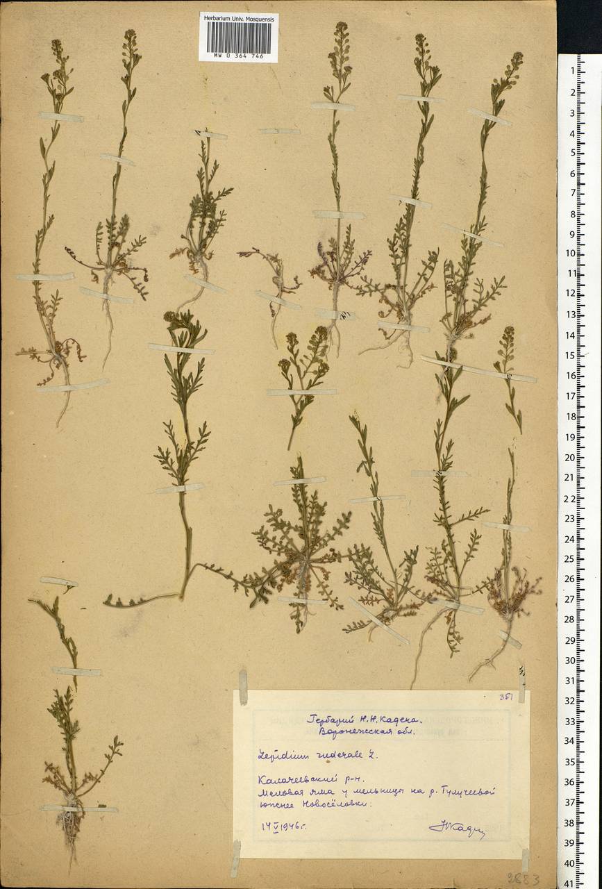 Lepidium ruderale L., Eastern Europe, Central forest-and-steppe region (E6) (Russia)