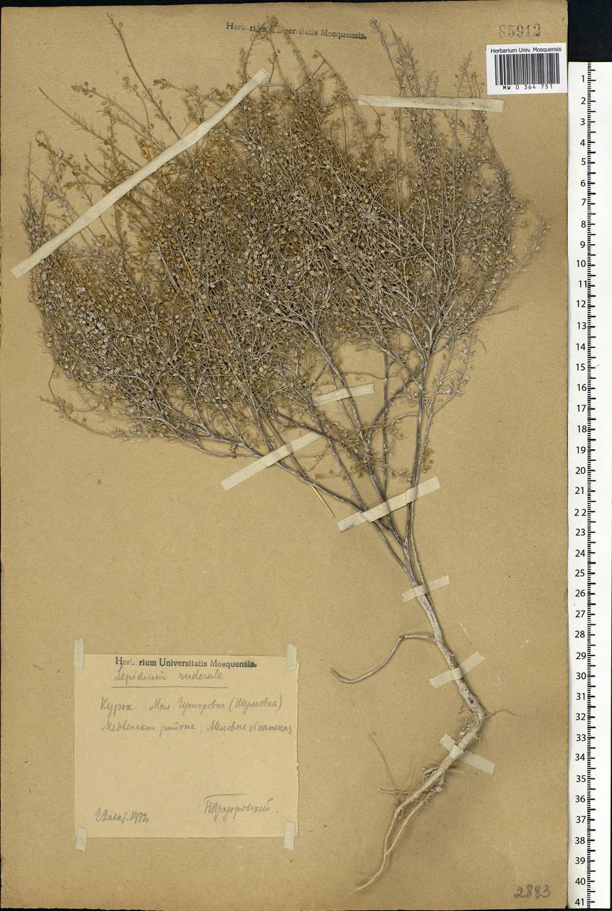 Lepidium ruderale L., Eastern Europe, Central forest-and-steppe region (E6) (Russia)