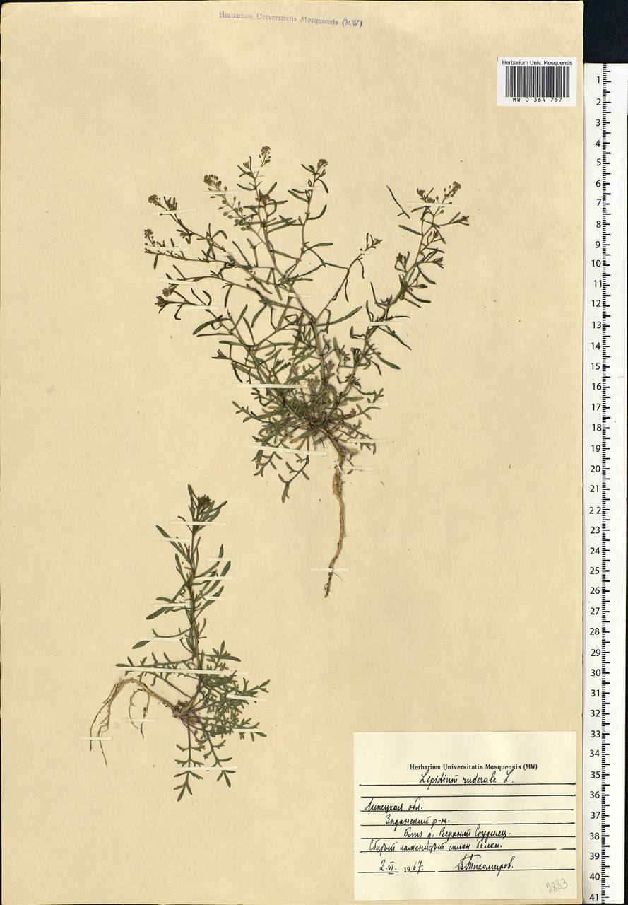 Lepidium ruderale L., Eastern Europe, Central forest-and-steppe region (E6) (Russia)