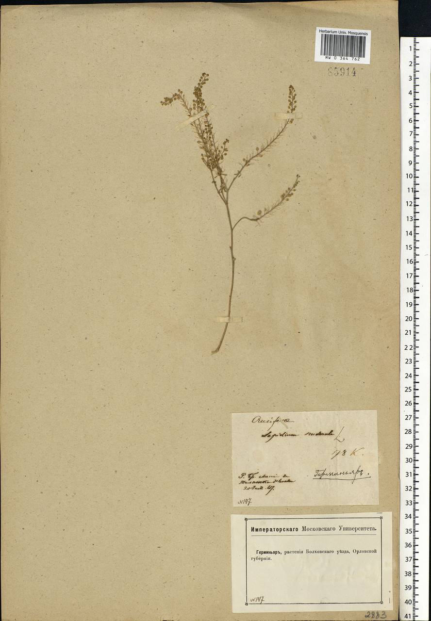 Lepidium ruderale L., Eastern Europe, Central forest-and-steppe region (E6) (Russia)