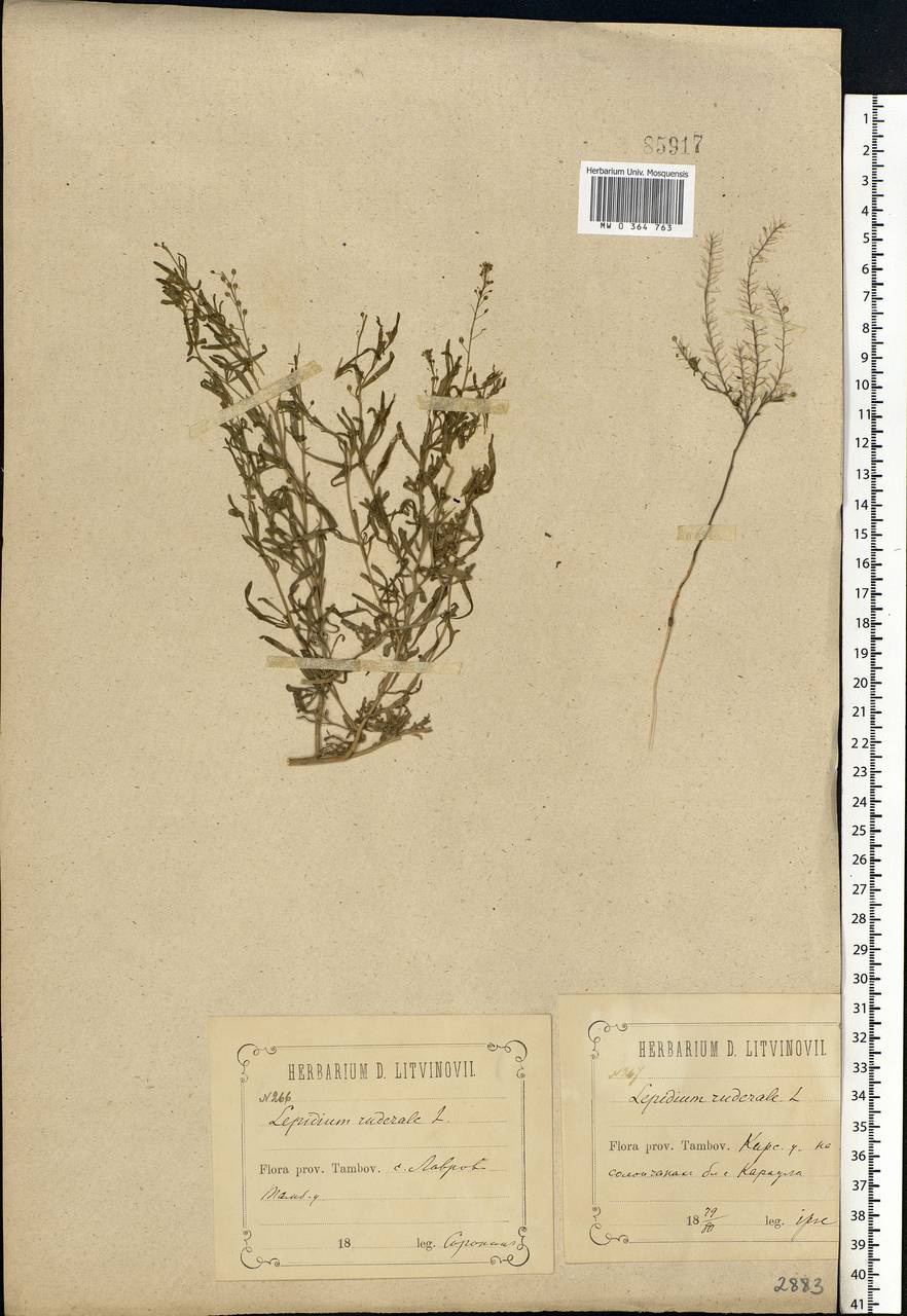 Lepidium ruderale L., Eastern Europe, Central forest-and-steppe region (E6) (Russia)