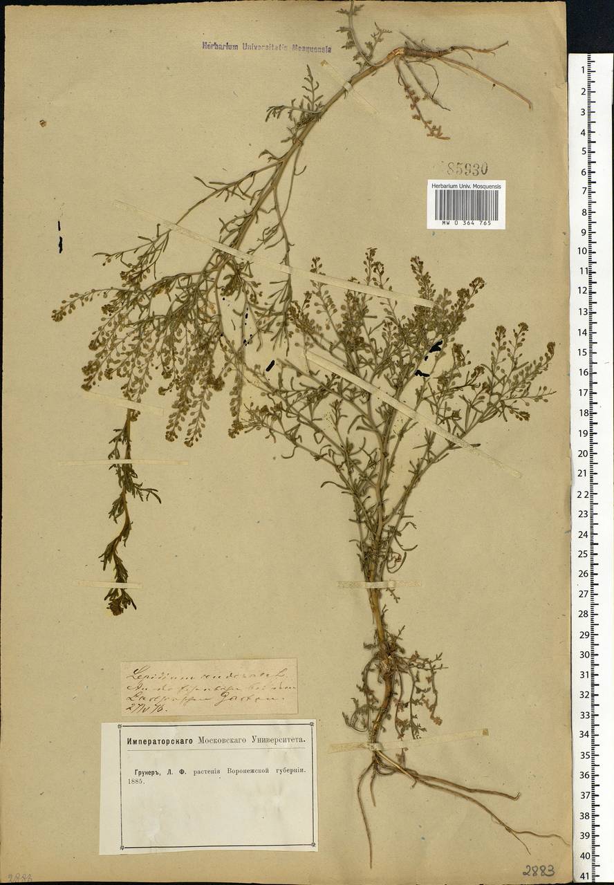 Lepidium ruderale L., Eastern Europe, Central forest-and-steppe region (E6) (Russia)