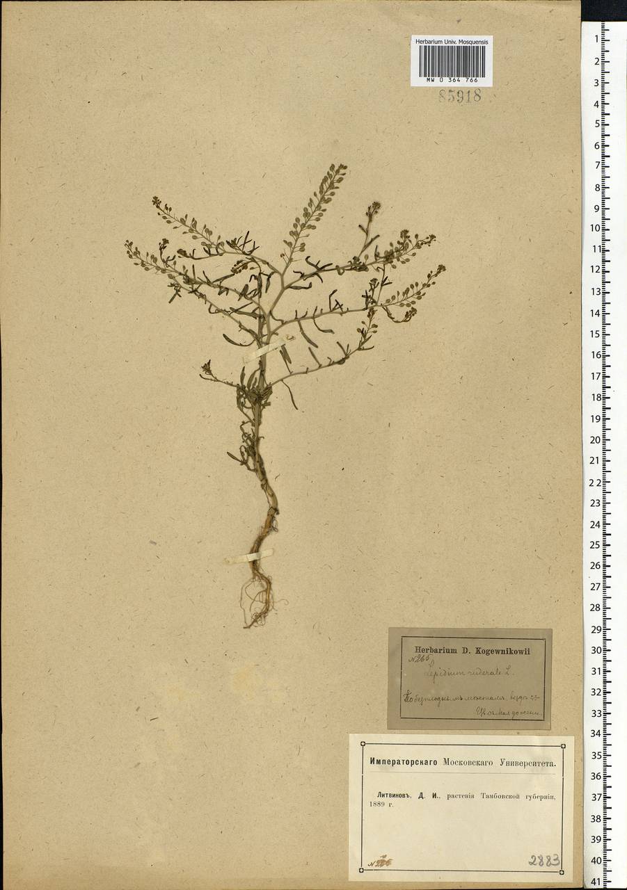 Lepidium ruderale L., Eastern Europe, Central forest-and-steppe region (E6) (Russia)