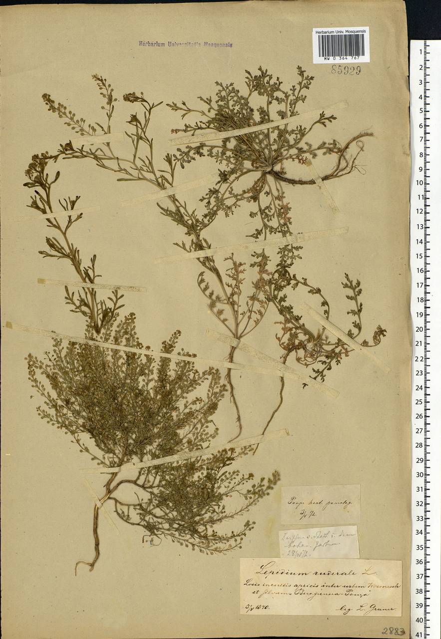 Lepidium ruderale L., Eastern Europe, Central forest-and-steppe region (E6) (Russia)