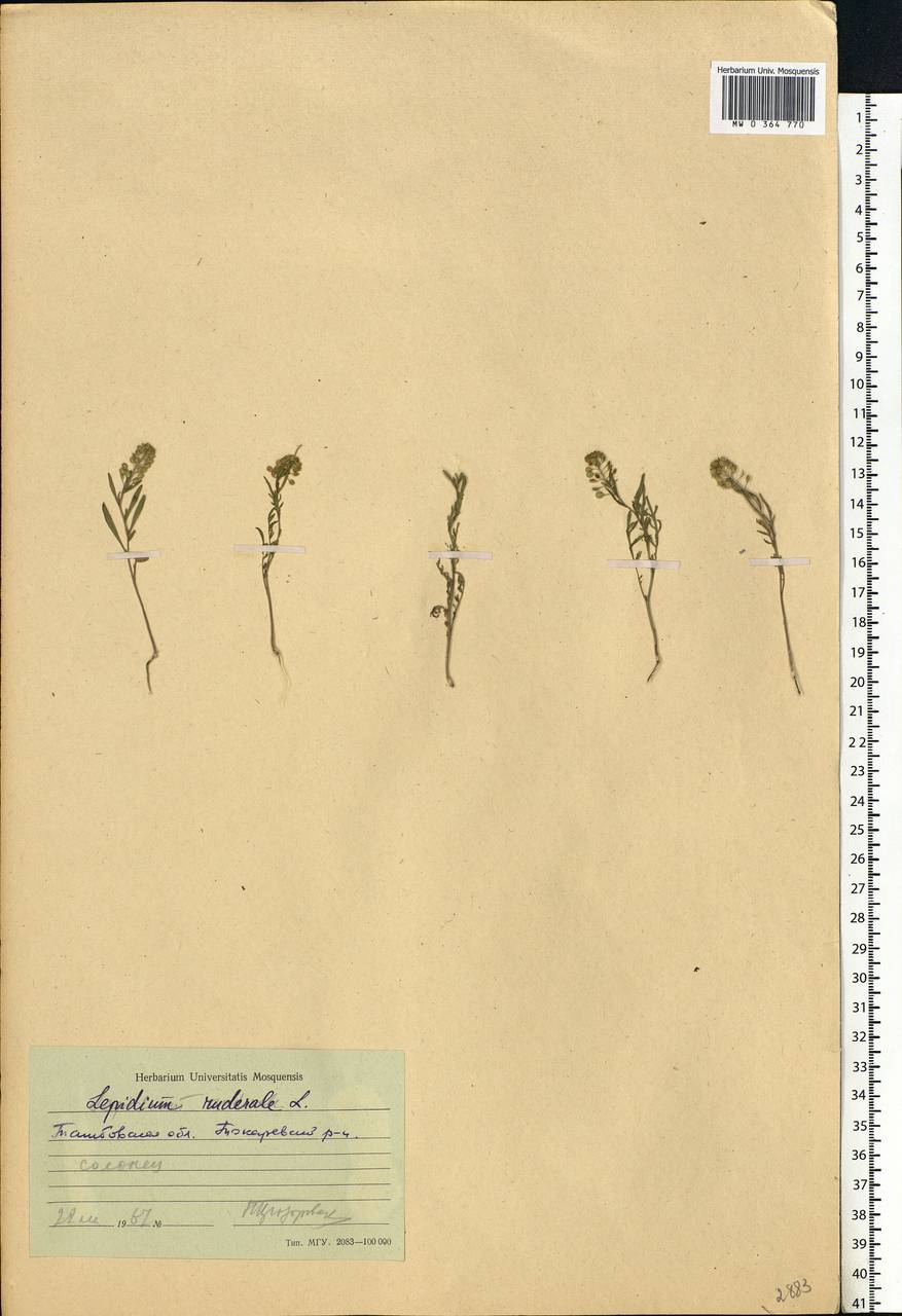 Lepidium ruderale L., Eastern Europe, Central forest-and-steppe region (E6) (Russia)