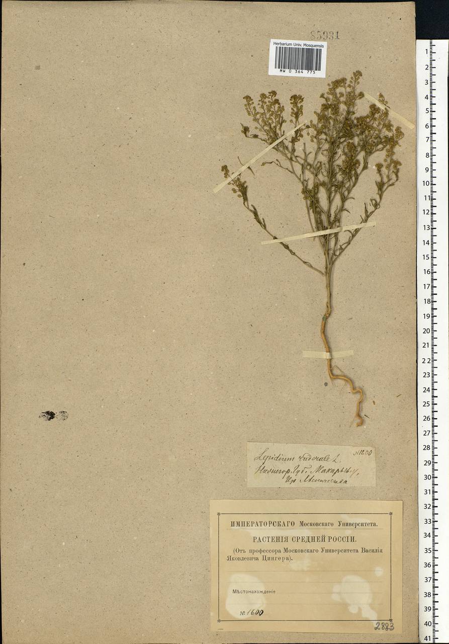 Lepidium ruderale L., Eastern Europe, Volga-Kama region (E7) (Russia)
