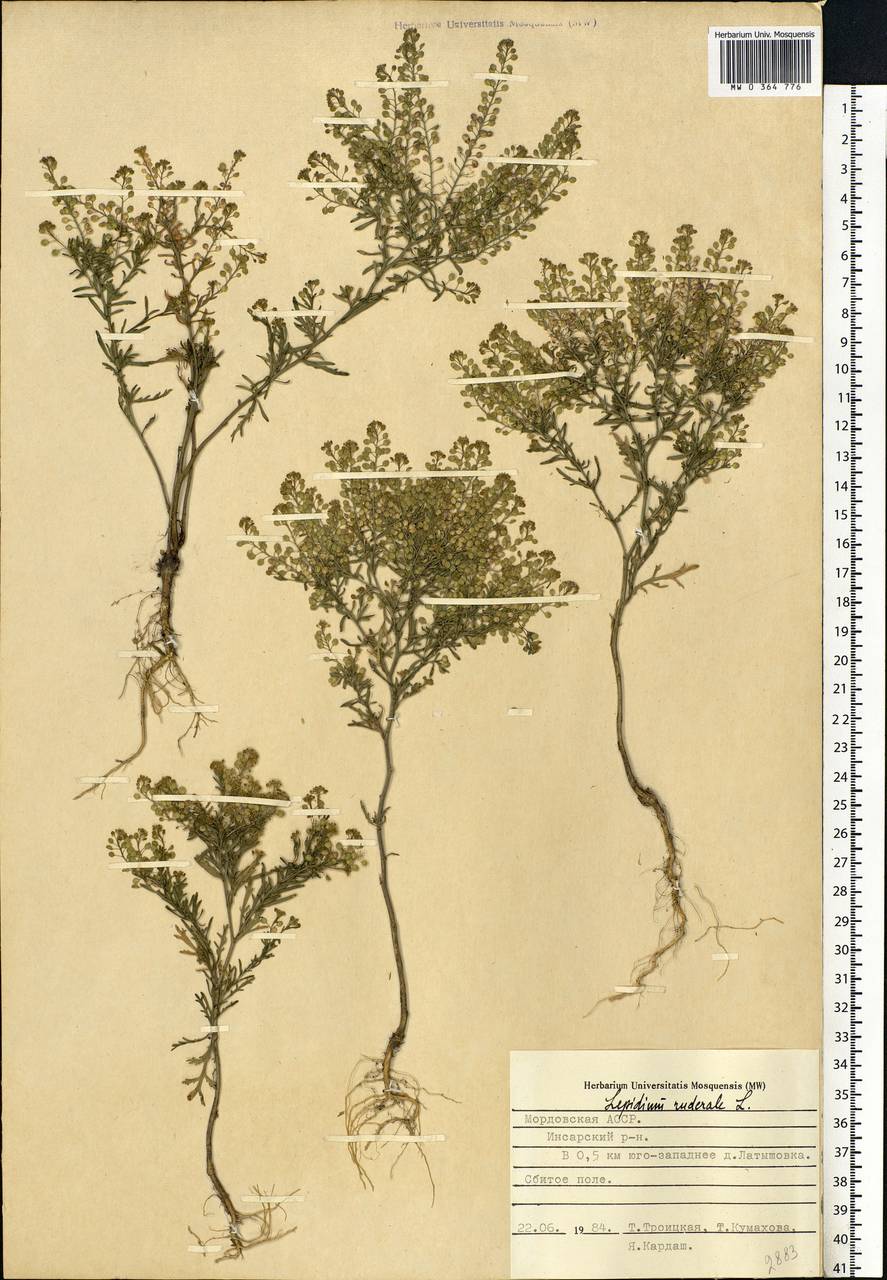 Lepidium ruderale L., Eastern Europe, Middle Volga region (E8) (Russia)