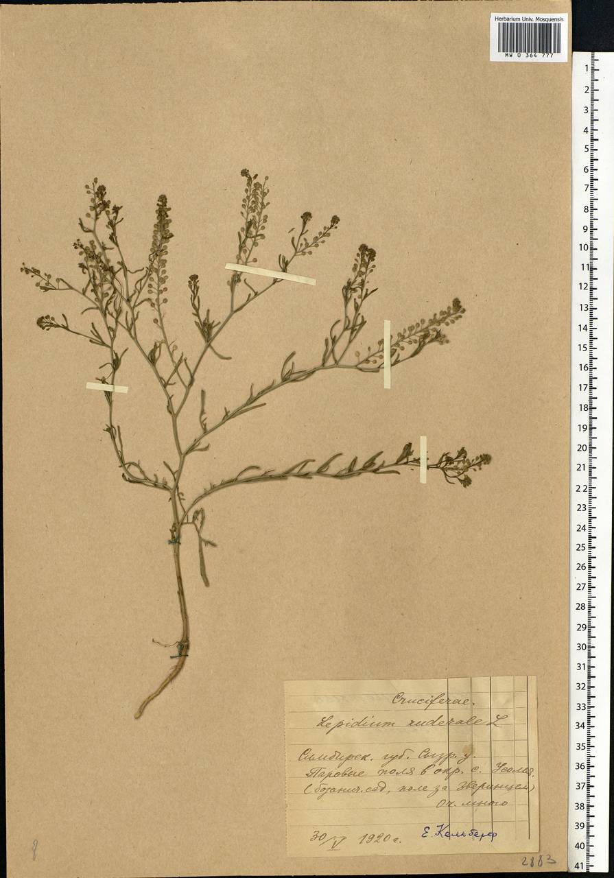 Lepidium ruderale L., Eastern Europe, Middle Volga region (E8) (Russia)