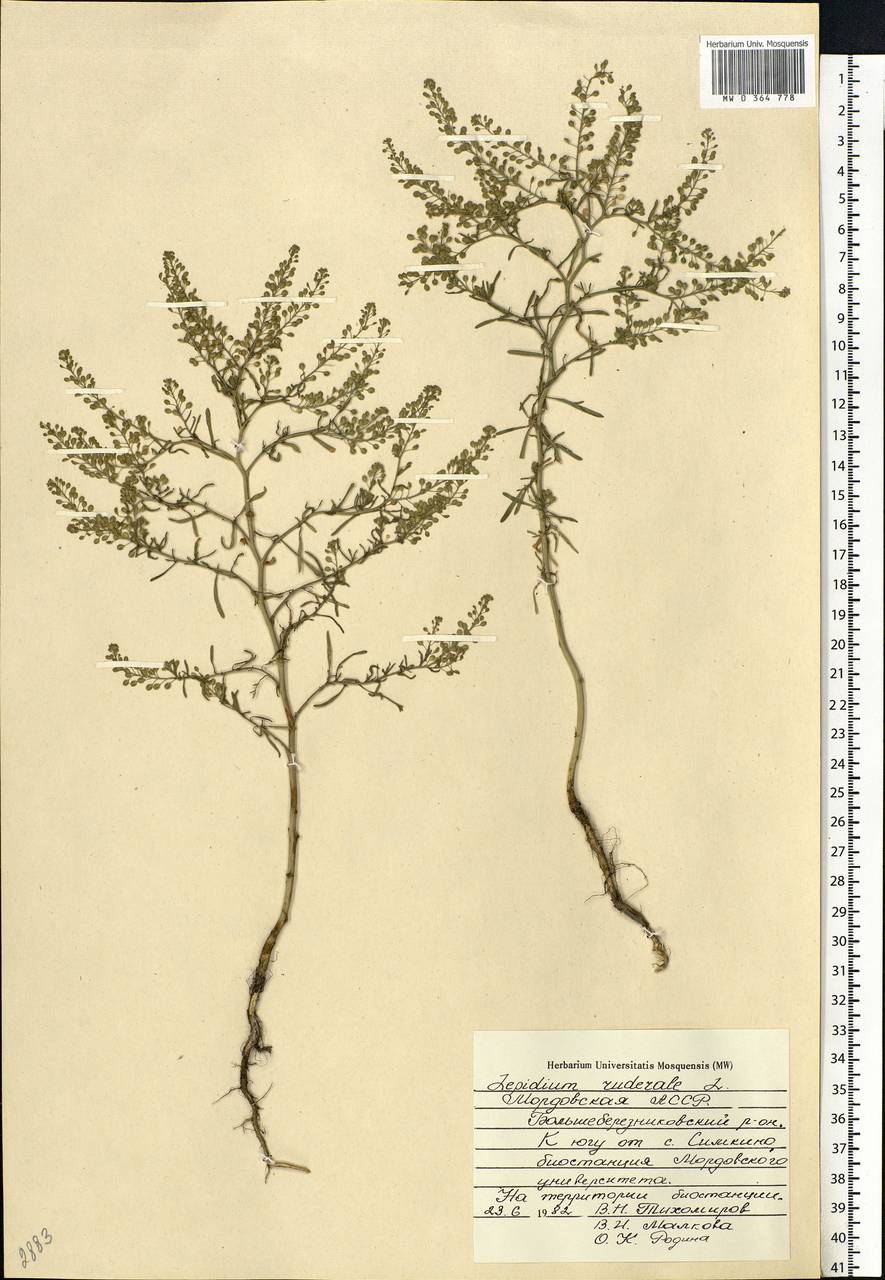 Lepidium ruderale L., Eastern Europe, Middle Volga region (E8) (Russia)