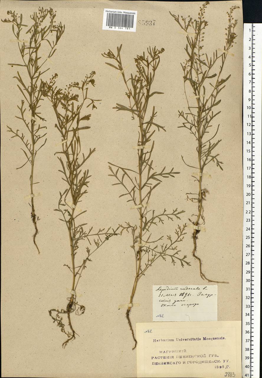 Lepidium ruderale L., Eastern Europe, Middle Volga region (E8) (Russia)