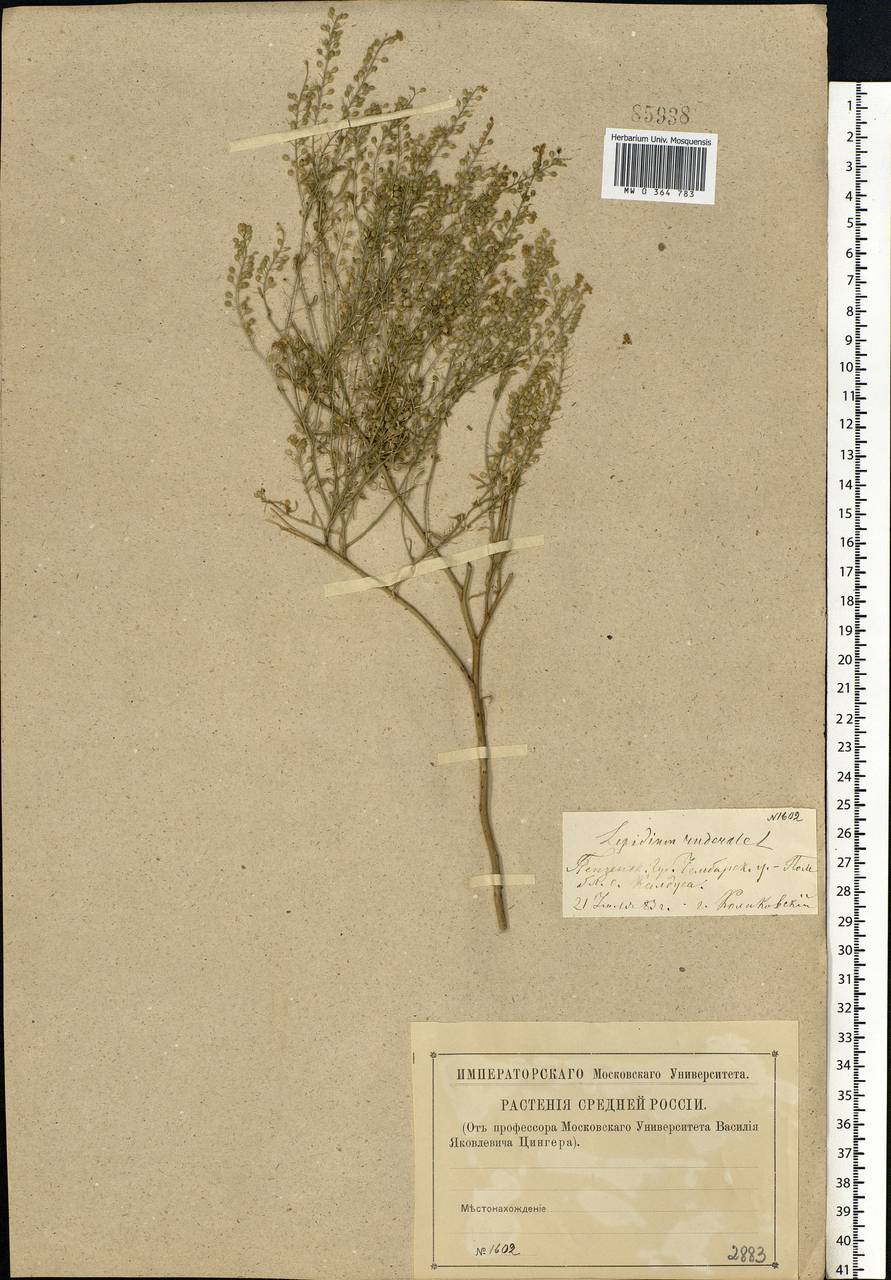 Lepidium ruderale L., Eastern Europe, Middle Volga region (E8) (Russia)