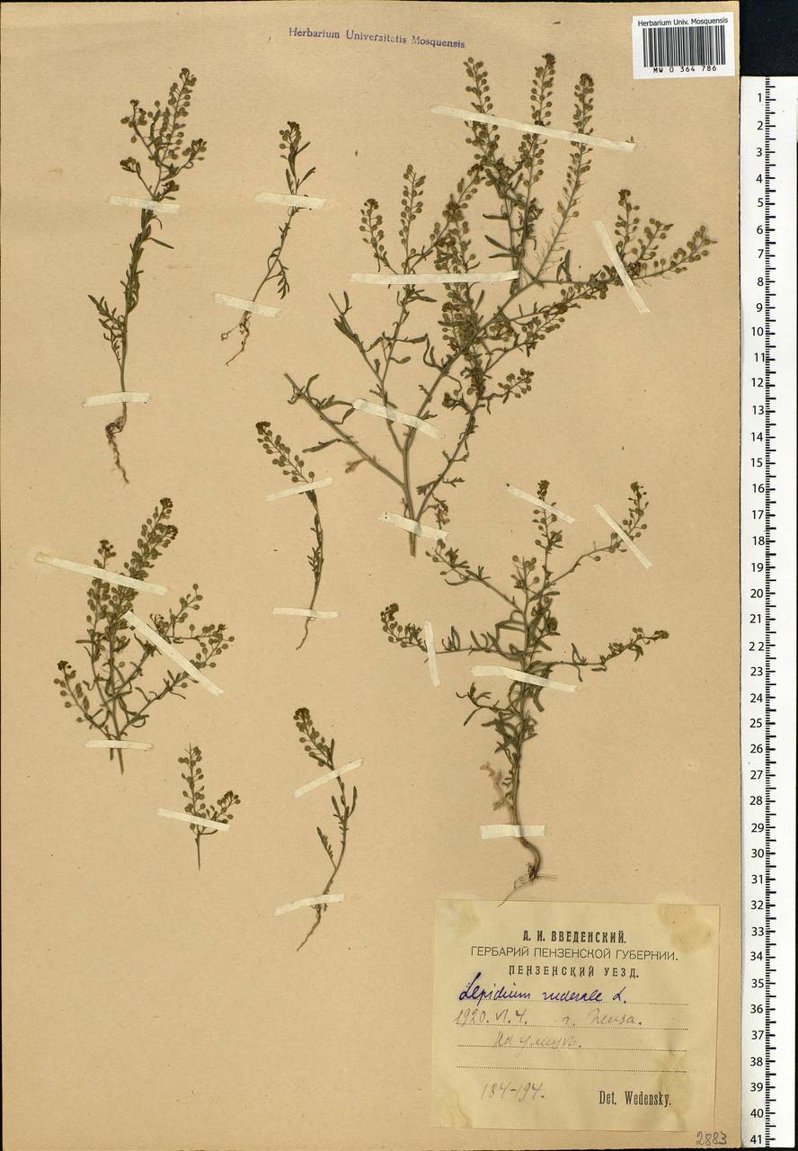 Lepidium ruderale L., Eastern Europe, Middle Volga region (E8) (Russia)